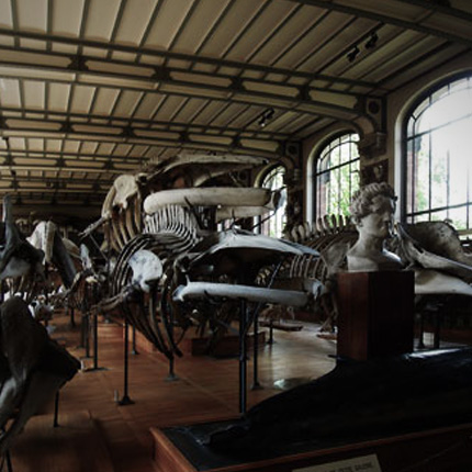 自然史博物館,古生物学館,骨格標本,博物館,アンティーク,パリ,フランス,