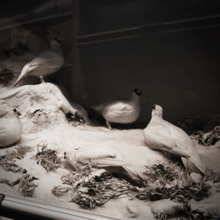 エドワード・トーマス・ブース,鳥,博物館,アンティーク,イギリス,英国,剥製
